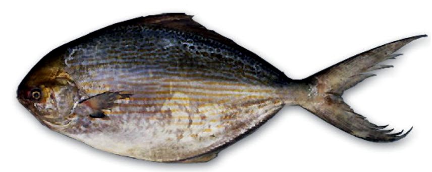 Stromateus fiatola_04.jpg
